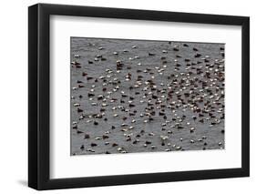 Iceland, West Fjords, Usual Eiders, Somateria Mollissima-Bernd Rommelt-Framed Photographic Print