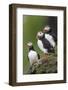 Iceland, Westfjords, A group of Atlantic puffins on a steep grassy hillside.-Ellen Goff-Framed Photographic Print