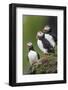 Iceland, Westfjords, A group of Atlantic puffins on a steep grassy hillside.-Ellen Goff-Framed Photographic Print