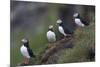Iceland, Westfjords, A group of Atlantic puffins on a steep grassy hillside.-Ellen Goff-Mounted Photographic Print