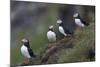 Iceland, Westfjords, A group of Atlantic puffins on a steep grassy hillside.-Ellen Goff-Mounted Photographic Print