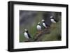 Iceland, Westfjords, A group of Atlantic puffins on a steep grassy hillside.-Ellen Goff-Framed Photographic Print