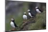 Iceland, Westfjords, A group of Atlantic puffins on a steep grassy hillside.-Ellen Goff-Mounted Photographic Print