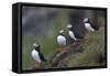 Iceland, Westfjords, A group of Atlantic puffins on a steep grassy hillside.-Ellen Goff-Framed Stretched Canvas