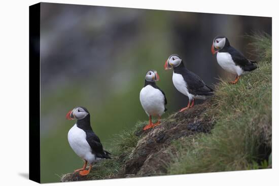 Iceland, Westfjords, A group of Atlantic puffins on a steep grassy hillside.-Ellen Goff-Stretched Canvas