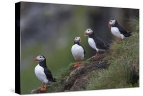 Iceland, Westfjords, A group of Atlantic puffins on a steep grassy hillside.-Ellen Goff-Stretched Canvas