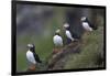 Iceland, Westfjords, A group of Atlantic puffins on a steep grassy hillside.-Ellen Goff-Framed Photographic Print