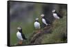 Iceland, Westfjords, A group of Atlantic puffins on a steep grassy hillside.-Ellen Goff-Framed Stretched Canvas