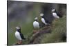 Iceland, Westfjords, A group of Atlantic puffins on a steep grassy hillside.-Ellen Goff-Stretched Canvas