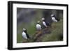 Iceland, Westfjords, A group of Atlantic puffins on a steep grassy hillside.-Ellen Goff-Framed Photographic Print