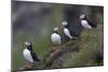 Iceland, Westfjords, A group of Atlantic puffins on a steep grassy hillside.-Ellen Goff-Mounted Photographic Print