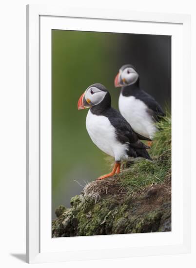 Iceland, Westfjords. A group of Atlantic puffins on a steep grassy hillside.-Ellen Goff-Framed Premium Photographic Print