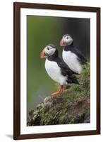 Iceland, Westfjords. A group of Atlantic puffins on a steep grassy hillside.-Ellen Goff-Framed Premium Photographic Print