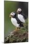 Iceland, Westfjords. A group of Atlantic puffins on a steep grassy hillside.-Ellen Goff-Mounted Premium Photographic Print