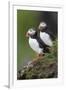 Iceland, Westfjords. A group of Atlantic puffins on a steep grassy hillside.-Ellen Goff-Framed Photographic Print