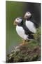 Iceland, Westfjords. A group of Atlantic puffins on a steep grassy hillside.-Ellen Goff-Mounted Photographic Print