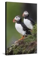 Iceland, Westfjords. A group of Atlantic puffins on a steep grassy hillside.-Ellen Goff-Stretched Canvas