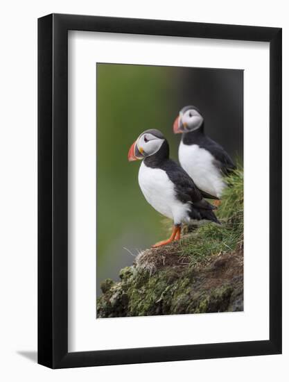 Iceland, Westfjords. A group of Atlantic puffins on a steep grassy hillside.-Ellen Goff-Framed Photographic Print