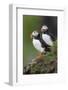 Iceland, Westfjords. A group of Atlantic puffins on a steep grassy hillside.-Ellen Goff-Framed Photographic Print