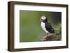 Iceland, Westfjords. Atlantic puffin looking over a grassy hillside.-Ellen Goff-Framed Photographic Print