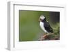 Iceland, Westfjords. Atlantic puffin looking over a grassy hillside.-Ellen Goff-Framed Photographic Print