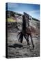 Icelandic Black Stallion, Iceland-null-Stretched Canvas