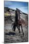 Icelandic Black Stallion, Iceland-null-Mounted Photographic Print