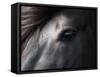 Icelandic Black Stallion, Iceland-null-Framed Stretched Canvas