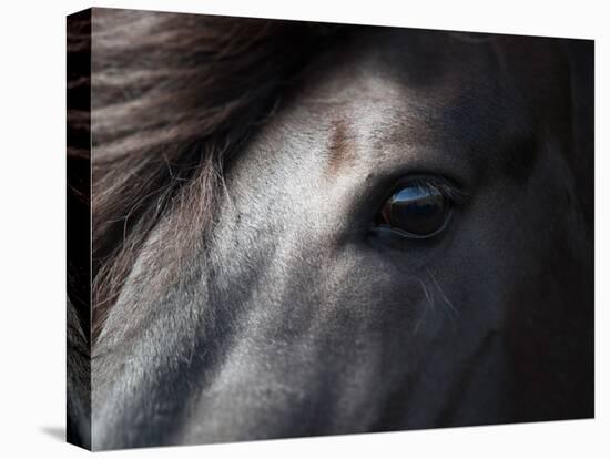 Icelandic Black Stallion, Iceland-null-Stretched Canvas