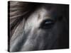 Icelandic Black Stallion, Iceland-null-Stretched Canvas