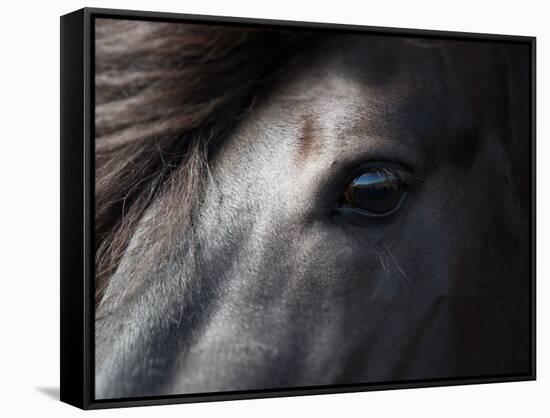 Icelandic Black Stallion, Iceland-null-Framed Stretched Canvas