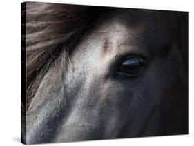 Icelandic Black Stallion, Iceland-null-Stretched Canvas