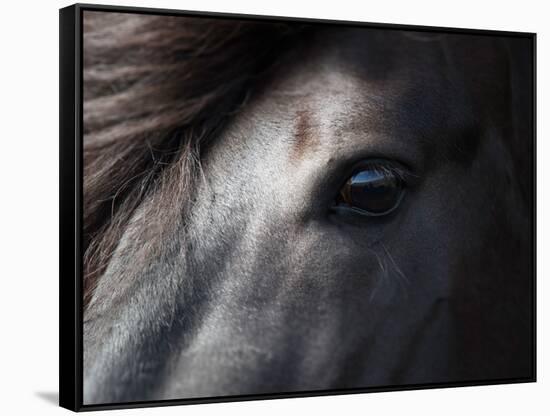 Icelandic Black Stallion, Iceland-null-Framed Stretched Canvas