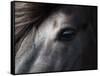 Icelandic Black Stallion, Iceland-null-Framed Stretched Canvas