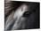 Icelandic Black Stallion, Iceland-null-Stretched Canvas