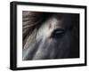 Icelandic Black Stallion, Iceland-null-Framed Premium Photographic Print