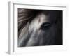 Icelandic Black Stallion, Iceland-null-Framed Premium Photographic Print