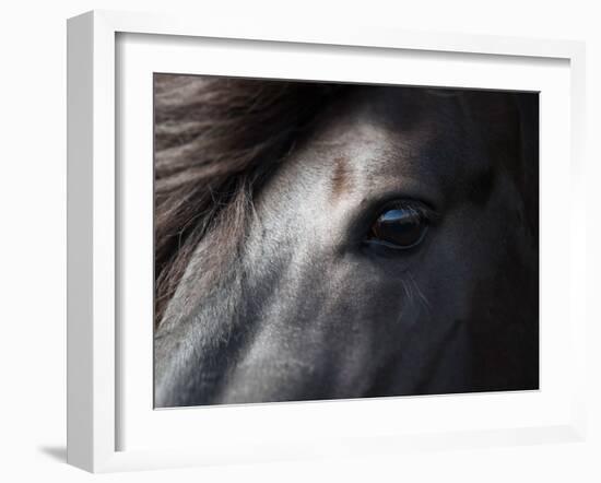 Icelandic Black Stallion, Iceland-null-Framed Photographic Print