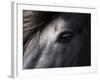 Icelandic Black Stallion, Iceland-null-Framed Photographic Print