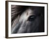 Icelandic Black Stallion, Iceland-null-Framed Photographic Print