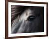 Icelandic Black Stallion, Iceland-null-Framed Photographic Print