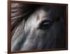 Icelandic Black Stallion, Iceland-null-Framed Photographic Print