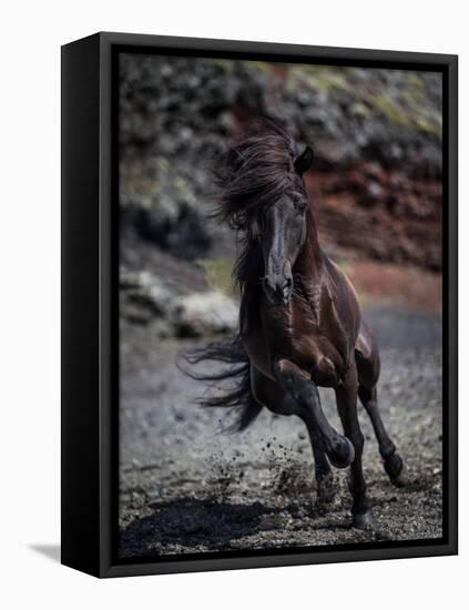 Icelandic Black Stallion, Iceland-null-Framed Stretched Canvas
