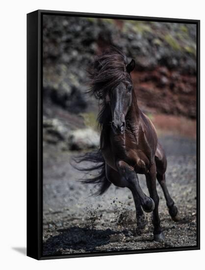 Icelandic Black Stallion, Iceland-null-Framed Stretched Canvas