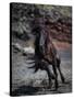 Icelandic Black Stallion, Iceland-null-Stretched Canvas