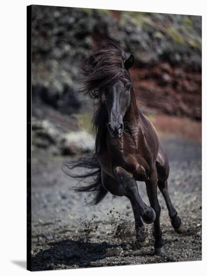 Icelandic Black Stallion, Iceland-null-Stretched Canvas