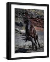 Icelandic Black Stallion, Iceland-null-Framed Premium Photographic Print