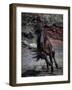 Icelandic Black Stallion, Iceland-null-Framed Photographic Print