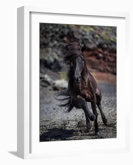 Icelandic Black Stallion, Iceland-null-Framed Photographic Print