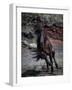 Icelandic Black Stallion, Iceland-null-Framed Photographic Print